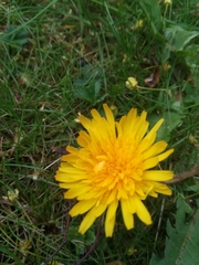 Taraxacum officinale