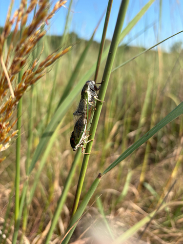 Plains Dog-Day Cicada