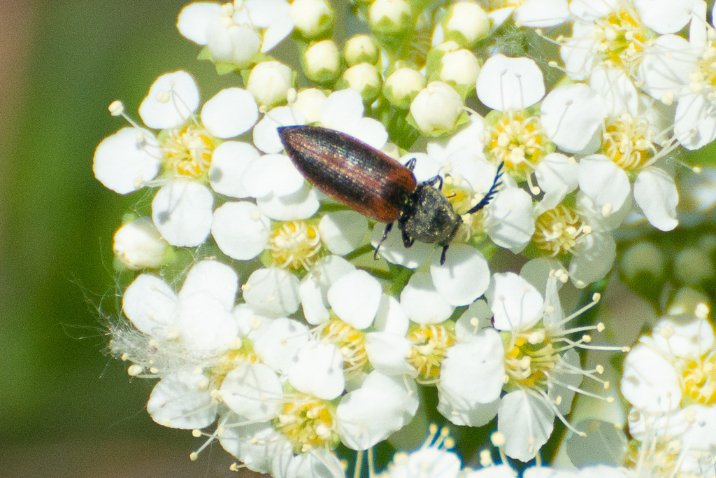 Anostirus suvorovi