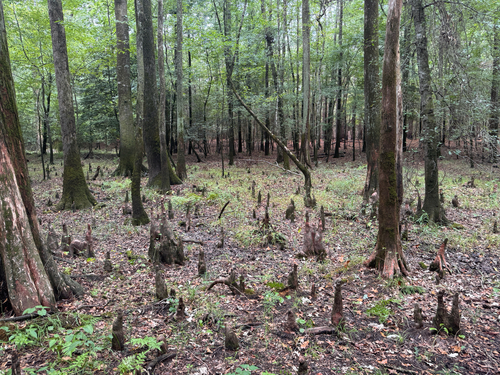 baldcypress