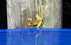 Dendropsophus bogerti