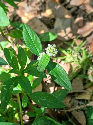 Spermacoce verticillata