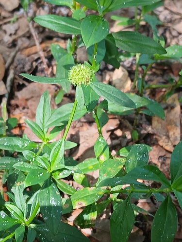 Spermacoce verticillata, photograph 2