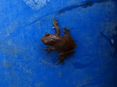 Dendropsophus bogerti
