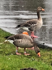 Anser anser