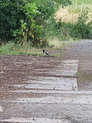 Eurasian Magpie