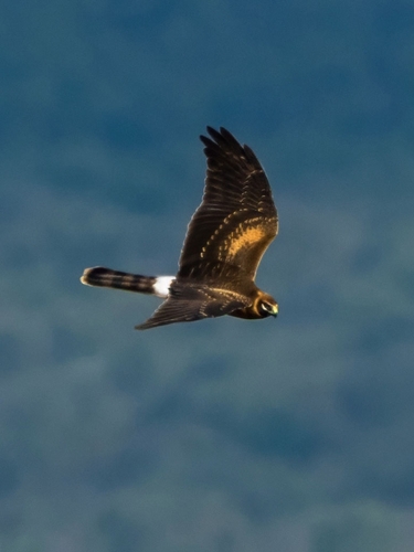 iNaturalist image
