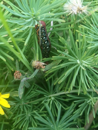 Leafy Spurge Hawkmoth