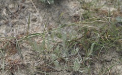 Bromus riparius
