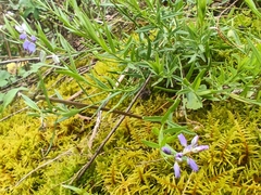 Polygala vulgaris