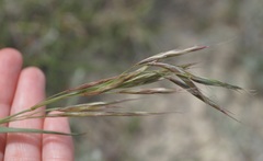 Bromus riparius