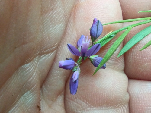 Polygala vulgaris, photograph 3