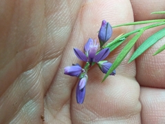 Polygala vulgaris, photograph (c) Михаил Языков, some rights reserved (CC BY)