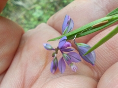 Polygala vulgaris, photograph (c) Михаил Языков, some rights reserved (CC BY)