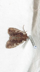 Lithophane oriunda