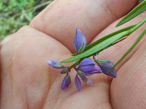 Polygala vulgaris, photograph 5