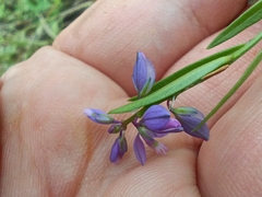 Polygala vulgaris, photograph (c) Михаил Языков, some rights reserved (CC BY)