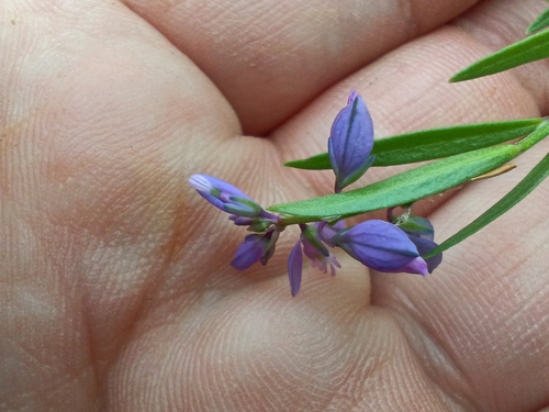 Polygala vulgaris, photograph 6