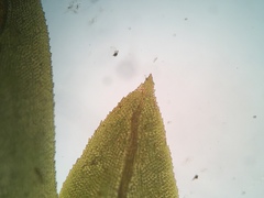 Fissidens dubius