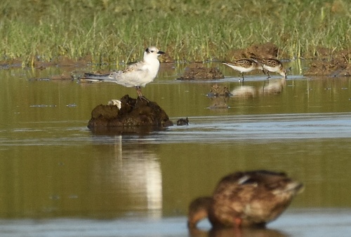 iNaturalist: (c) carlos-mabu, some rights reserved (CC BY-NC), uploaded by carlos-mabu iNaturalist image