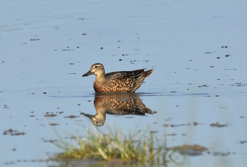 iNaturalist image