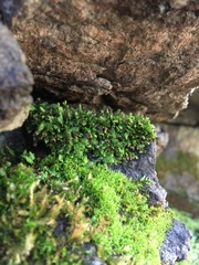 Fissidens dubius