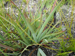 Dilatris ixioides