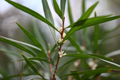 Hakea eriantha