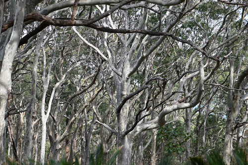 Corymbia maculata