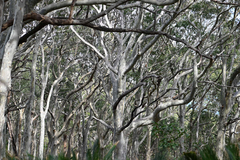 Corymbia maculata