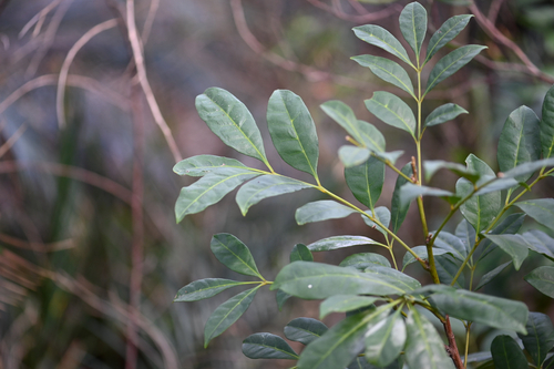 Synoum glandulosum, photograph 5