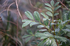 Synoum glandulosum, photograph (c) Bryce Watts-Parker, some rights reserved (CC BY)