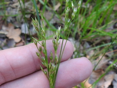Juncus interior