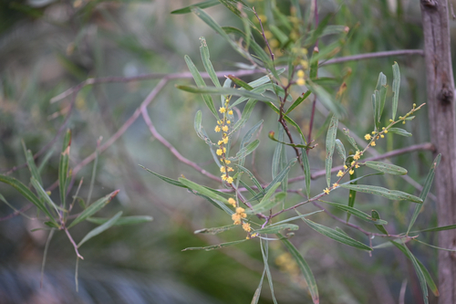 Acacia stricta, photograph 2