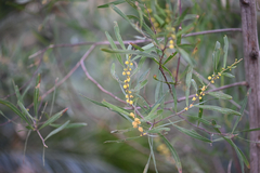 (c) Bryce Watts-Parker, some rights reserved (CC BY) Acacia stricta, photograph (c) Bryce Watts-Parker, some rights reserved (CC BY)