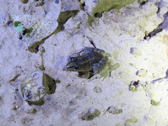 Leptodactylus macrosternum