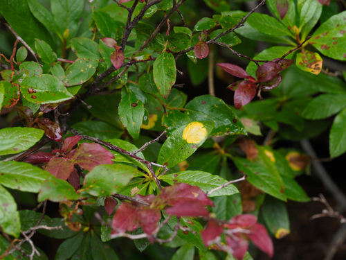 Exobasidium burtii, 2026-08-28