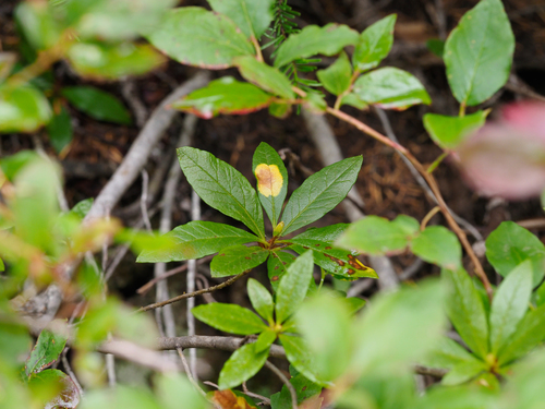 Exobasidium burtii, 2026-08-28