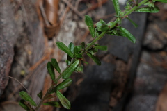 Phyllanthus hirtellus, photograph (c) Greg Tasney, some rights reserved (CC BY-SA)
