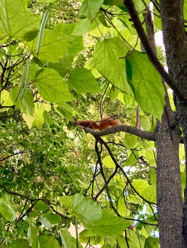 Eurasian Red Squirrel