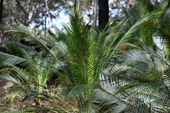 Macrozamia communis, photograph (c) Bryce Watts-Parker, some rights reserved (CC BY)