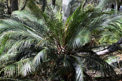 Macrozamia communis, photograph 2