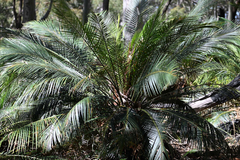 Macrozamia communis, photograph (c) Bryce Watts-Parker, some rights reserved (CC BY)
