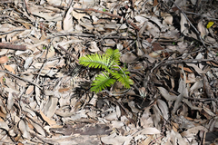 Macrozamia communis, photograph (c) Bryce Watts-Parker, some rights reserved (CC BY)