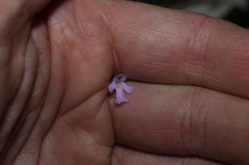 Westringia eremicola