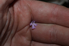 Westringia eremicola