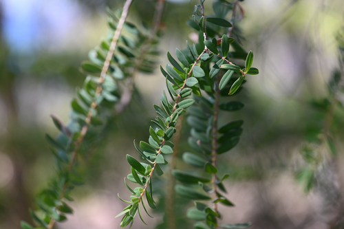 Melaleuca hypericifolia