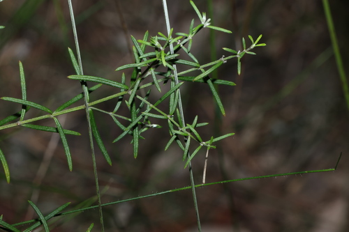 Westringia eremicola, photograph 1