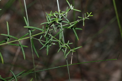 Westringia eremicola, photograph (c) Greg Tasney, some rights reserved (CC BY-SA)