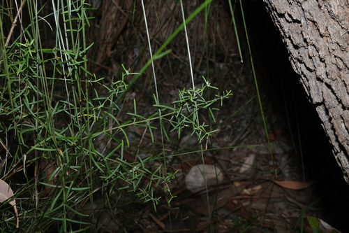 Westringia eremicola, photograph 2
